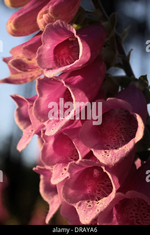 Rosa Fingerhut Pflanzen auf Waldlichtung in Deutschland Stockfoto