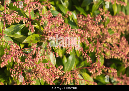 Frühe Blütenknospen Pieris Wald Flamme, ein immergrüner Strauch und Klon Stockfoto