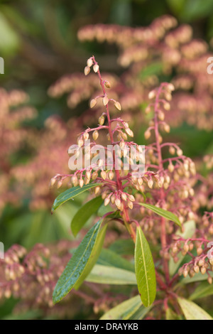 Frühe Blütenknospen Pieris Wald Flamme, ein immergrüner Strauch und Klon Stockfoto