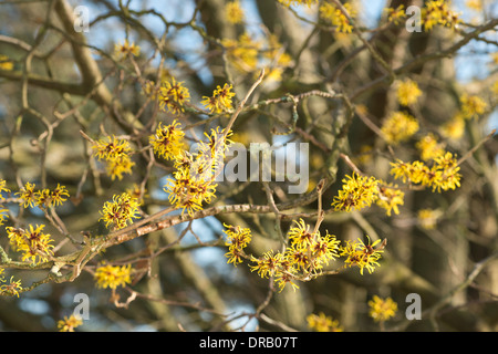 Blühende Zaubernuss Hamamelis isoliert Mollis eine sommergrüne Winter blühender Strauch Blüte vom Hintergrund Stockfoto