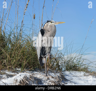 Ein Great Blue Heron auf einem Sandstrand Stockfoto