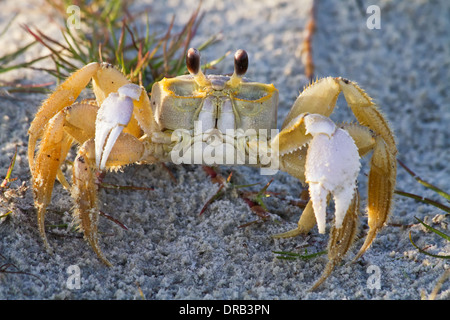 Eine Nahaufnahme von einem Atlantic Ghost Krabben (Ocypode Quadrataon) am Strand. Stockfoto