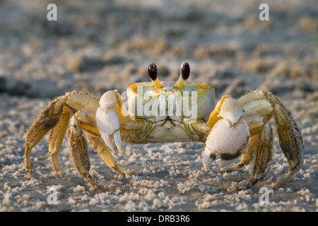 Eine Nahaufnahme von einem Atlantic Ghost Krabben (Ocypode Quadrataon) am Strand. Stockfoto