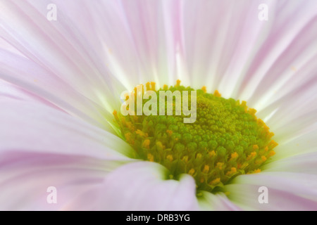 Eine Nahaufnahme Makro Aussicht auf ein gemeinsames Gänseblümchen (Bellis Perennis) Hintergrund Lila und blau. Stockfoto