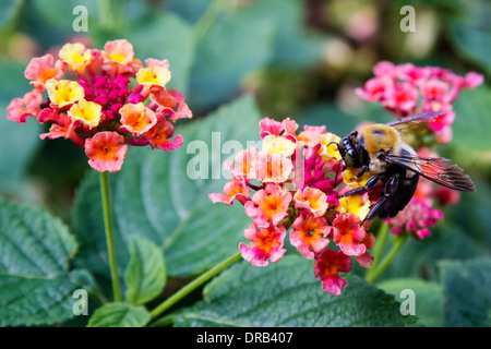 Eine Biene (Hymenoptera) sammelt Pollen von Blumen. Stockfoto