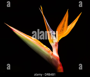 Paradiesvogelblume (Strelitzia Reginae) Blume vor einem schwarzen Hintergrund gesetzt. Stockfoto