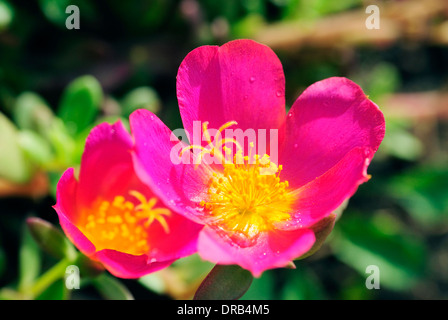 Moosrose Portulak in Mauritius Stockfoto