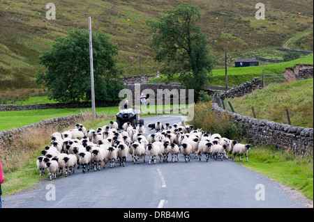 Landwirt mit Quad Schafe auf der Landstraße bewegt. Middleton in Teesdale, Co. Durham, Großbritannien Stockfoto