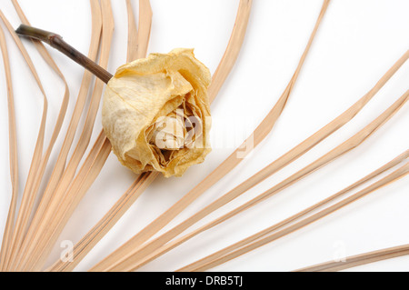 Sterbende Blume auf Fan förmige Hintergrund Stockfoto