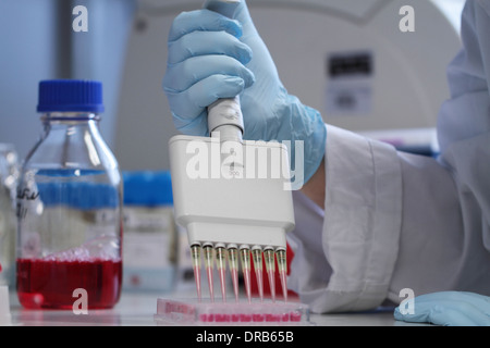 ein Handschuh-Hand Pipettieren mit Multi-Pipette in einem Teller mit rot medium Stockfoto