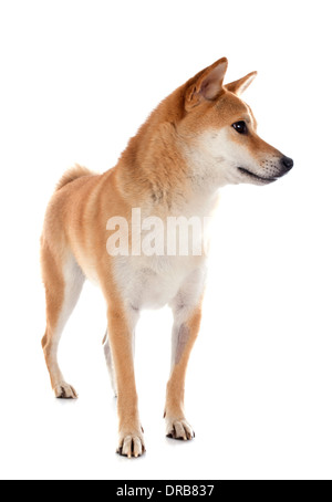Shiba Inu vor weißem Hintergrund Stockfoto