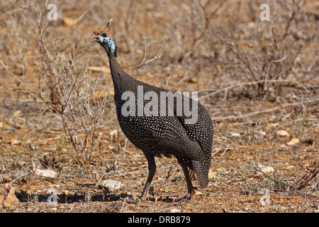 Behelmte Perlhühner (Numida Meleagris), Samburu Stockfoto