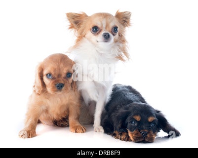 Welpen-Cavalier king Charles und Chihuahua vor weißem Hintergrund Stockfoto
