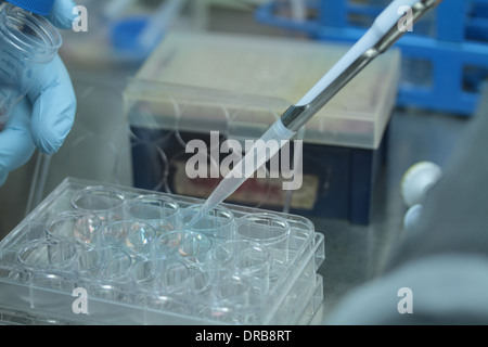 Person eine Hand mit Handschuh Pipettieren in Multi-Titer Platte Stockfoto