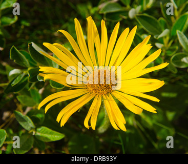 Arnika Montana gelben Berg Blume Stockfoto