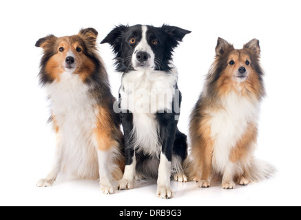 Porträt von reinrassigen Border Collie und Shetland Sheepdogs vor weißem Hintergrund Stockfoto