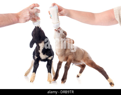junges Lamm saugen eine Flasche füttern vor weißem Hintergrund Stockfoto