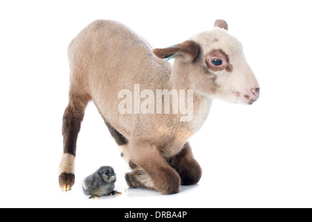 junges Lamm und Küken vor weißem Hintergrund Stockfoto