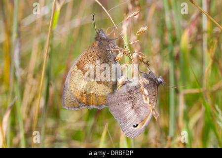 Wiese braun Schmetterlinge (Maniola Jurtina) Erwachsenen paar Paarung. Powys, Wales. Juli. Stockfoto