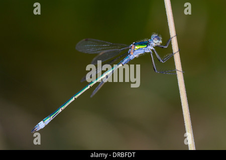 Männliche Emerald Damselfly (Lestes Sponsa). Powys, Wales. Juli. Stockfoto