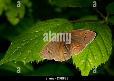 Ringel Schmetterling (Aphantopus Hyperantus) Erwachsenen Aalen auf Brombeere lässt mit Flügeln offen. Powys, Wales. Juli. Stockfoto