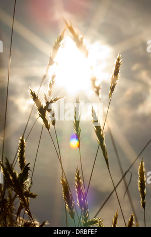 Sonnenlicht durch Sweet Vernal Grass (Anthoxanthum Odoratum). Powys, Wales. Stockfoto