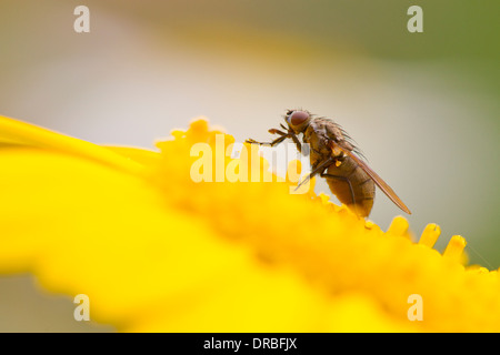 Fliegen (Familie Muscidae) Fütterung auf eine Tagetes Blumen in einem Garten. Powys, Wales. Juli. Stockfoto