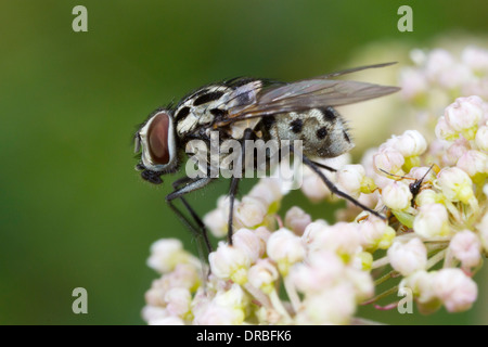 Fliegen Sie (Familie Muscidae) auf Mädesüß Blumen. Powys, Wales. August. Stockfoto
