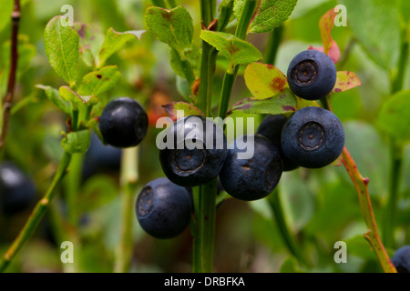 Heidelbeeren (Vaccinium Myrtillus) Reife Früchte auf einem Busch. Powys, Wales. August. Stockfoto