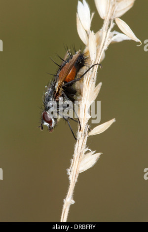 Fliegen (Familie Muscidae) ruht auf Gräser. Powys, Wales. August. Stockfoto