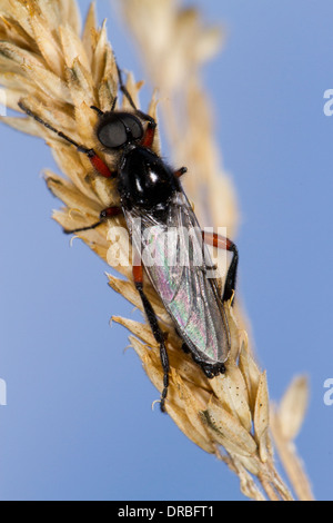 Rot-thighed Markusplatz Fly (Bibio Pomonae) Männchen ruht auf Gräser. Powys, Wales. August. Stockfoto