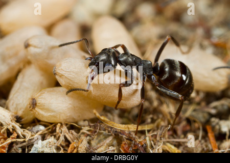 Ameise Formica Lemani Erwachsenen Arbeiter tragen eine verpuppte Puppen in einem Nest. Powys, Wales. August. Stockfoto