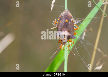 Wald-Bug (Pentatoma Art) Erwachsenen auf dem Rasen. Powys, Wales. Stockfoto