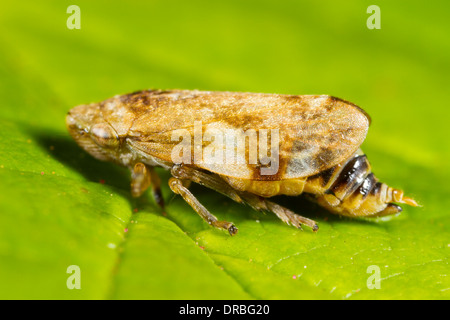 Erwachsenes Weibchen das gemeinsame Blutzikade (Philaenus Spumarius) auf einem Blatt. Powys, Wales. September. Stockfoto