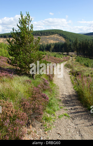 Kommerzielle Forstwirtschaft - Pfad in den Wald los. Powys, Wales. September. Stockfoto