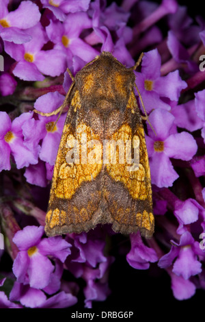 Gefrostet Orange Moth (Gortyna Flavago) Erwachsene auf Sommerflieder Blumen. Powys, Wales. September. Stockfoto