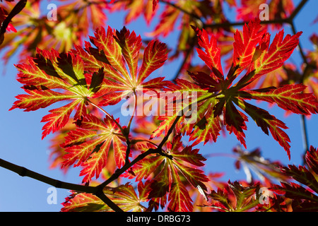 Blätter an einem japanischen Ahorn (Acer Palmatum) Baum im Herbst. Gregynog Garten, Powys, Wales. Oktober. Stockfoto