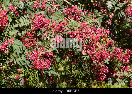 Beeren von Sorbus Pseudohupehensis "Rosa Pagode" auf einem Baum im Garten. Herefordshire, England. Oktober. Stockfoto