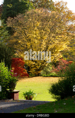 Japanischer Ahorn (Acer Palmatum) Baum in einem Garten im Herbst. Herefordshire, England. Oktober. Stockfoto