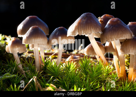 Motorhaube Pilze (Mycena SP.) Kleingruppe durch Moose auf abgestorbenem Holz wächst. Powys, Wales. November. Stockfoto