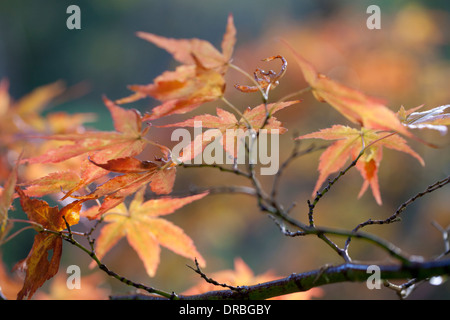 Blätter an einem japanischen Ahorn (Acer Palmatum) Baum im Herbst. Powys, Wales. November. Stockfoto