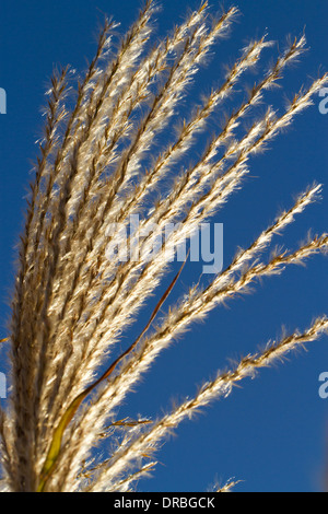 Chinesische Silvergrass (Miscanthus Sinensis) 'Zebrinus' Seedheads in einem Garten. Carmarthenshire, Wales. November. Stockfoto