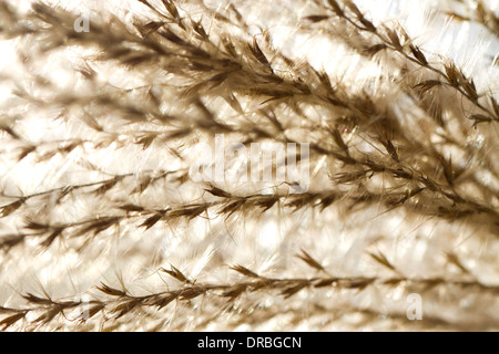 Chinesische Silvergrass (Miscanthus Sinensis) Seedheads in einem Garten. Carmarthenshire, Wales. November. Stockfoto