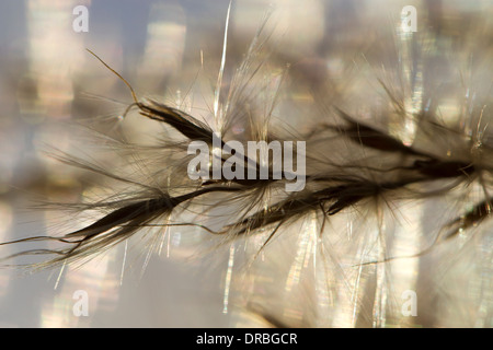 Chinesische Silvergrass (Miscanthus Sinensis) 'Zebrinus' Seedheads in einem Garten. Carmarthenshire, Wales. November. Stockfoto