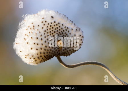 Japanische Anemone (Anemone Hupehensis) 'Praecox' Seedhead in einem Garten. Carmarthenshire, Wales. November. Stockfoto