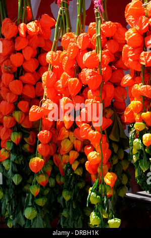 Hozuki-Ichi-Festival in Asakusa, Tokio, Japan Stockfoto