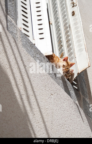 Kätzchen-Peer aus einem teilweise shuttered Fenster in der Sonne in der französischen Stadt von Saint-Daume-la-Perche in der Region Limousin. Stockfoto