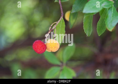 Arbutus Früchte (Madroño, Corbezzolo) reift in der Straberry Struktur. Selektiven Fokus auf Früchten. Stockfoto