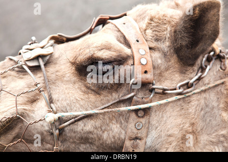 Nahaufnahme des Auges das Kamel mit seiner großen Wimpern. Stockfoto