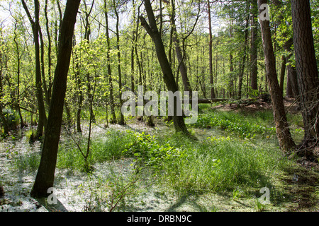 Auwälder Anliegerstaaten Baum Bruch Wälder Stockfoto